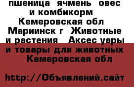 пшеница, ячмень, овес и комбикорм - Кемеровская обл., Мариинск г. Животные и растения » Аксесcуары и товары для животных   . Кемеровская обл.